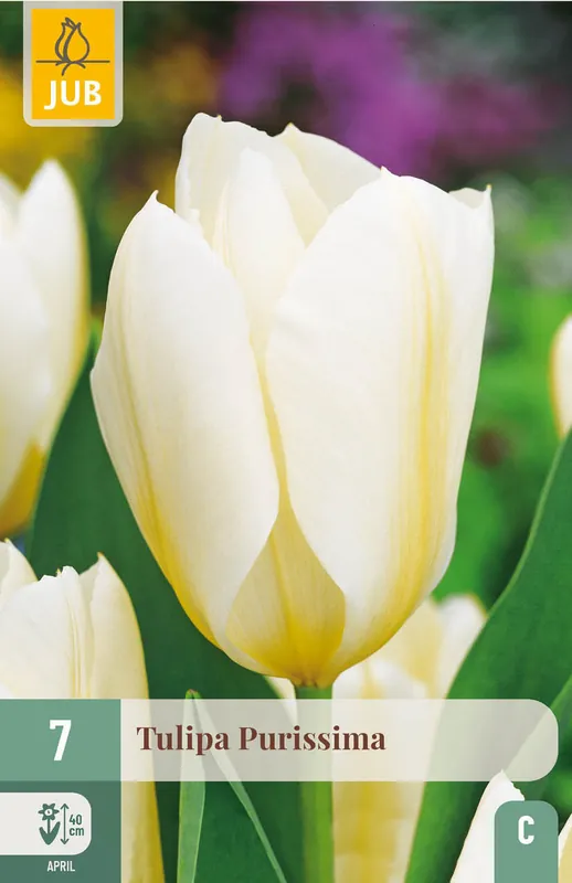 Superprijs | JUB X 7 Tulipa Purissima