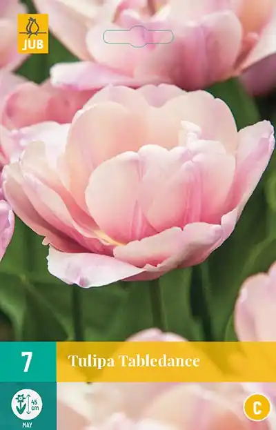 Deal - JUB X 7 Tulipa Tabledance