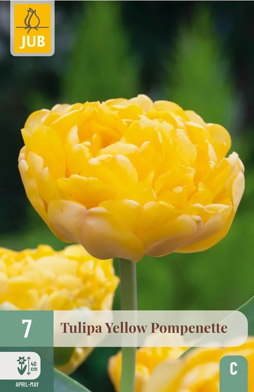 Speciale aanbieding | JUB X 7 Tulipa Yellow Pompenette