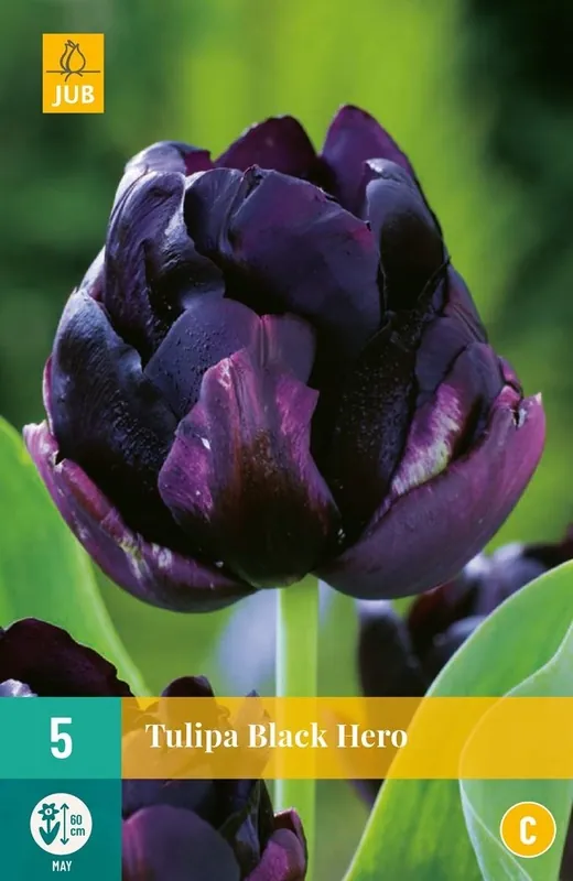 JUB X 5 Tulipa Black Hero | Professionele kwaliteit