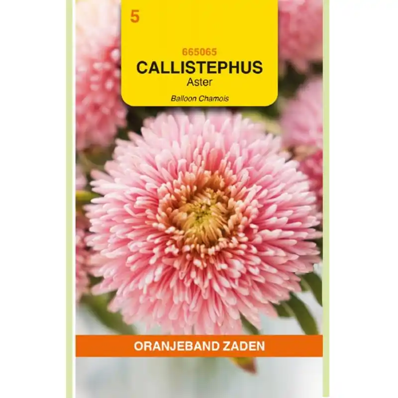 Klaar voor verzending | OBZ Zaden aster balloon 20zdn
