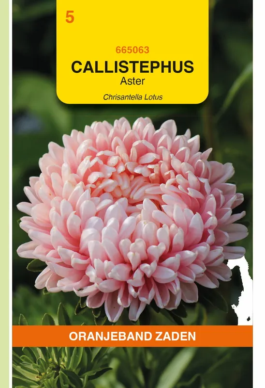 OBZ Zaden aster chrisantella 20zdn - Beste prijs