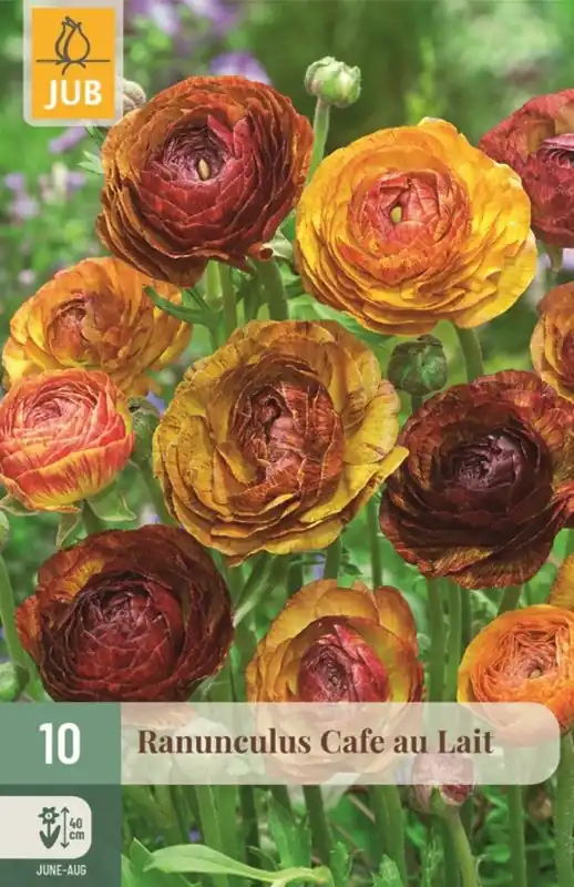 JUB Ranunculus cafe au lait 10st | Goed beoordeeld