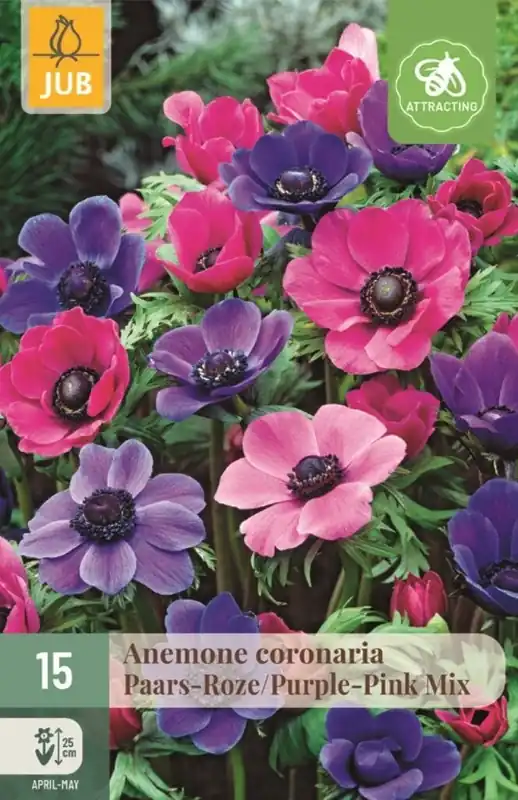 JUB Anemone coronaria paars/roze mix 15st | Professionele kwaliteit