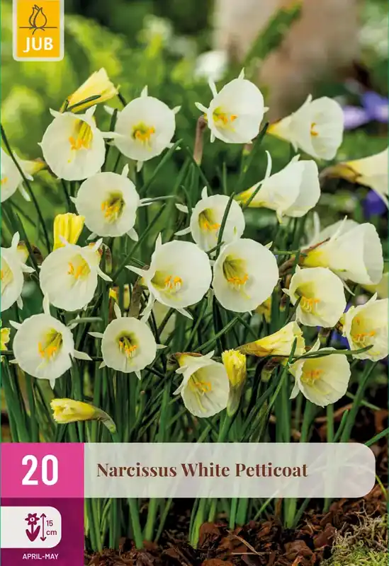 JUB Narcissus white petticoat 20st | Erg populair