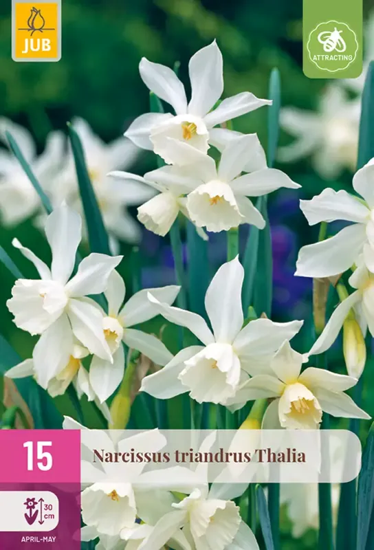 Uitverkoop | JUB Narcissus triandrus thalia 20st