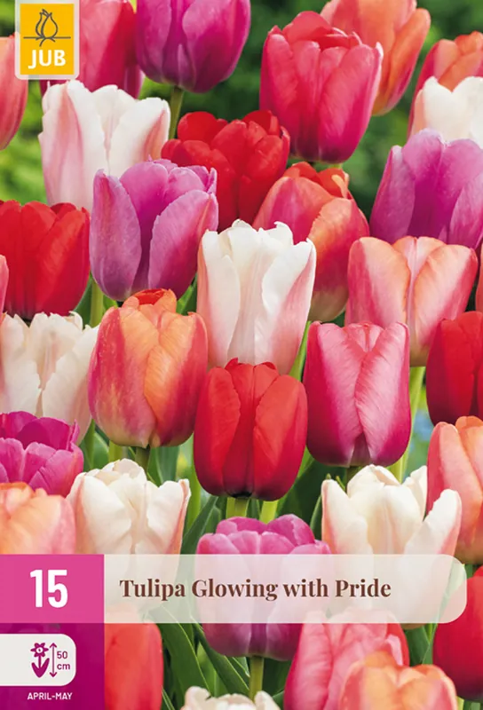 Op voorraad | JUB Tulipa glowing with pride 15st