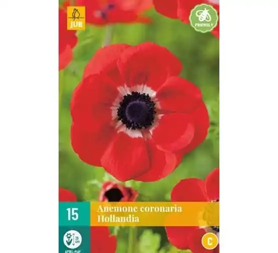 Bestel nu - JUB Anemone coronaria hollandia 15st