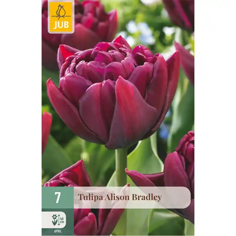 JUB Tulipa alison bradley 7st - Veilige betaling
