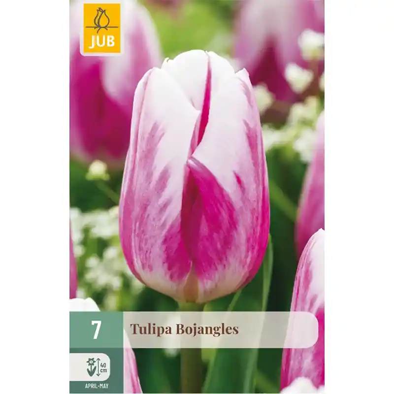 Hoog gewaardeerd | JUB Tulipa bojangles 7st