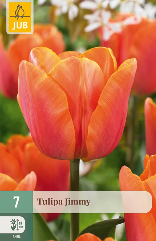 JUB Tulipa jimmy 7st | Voordelig