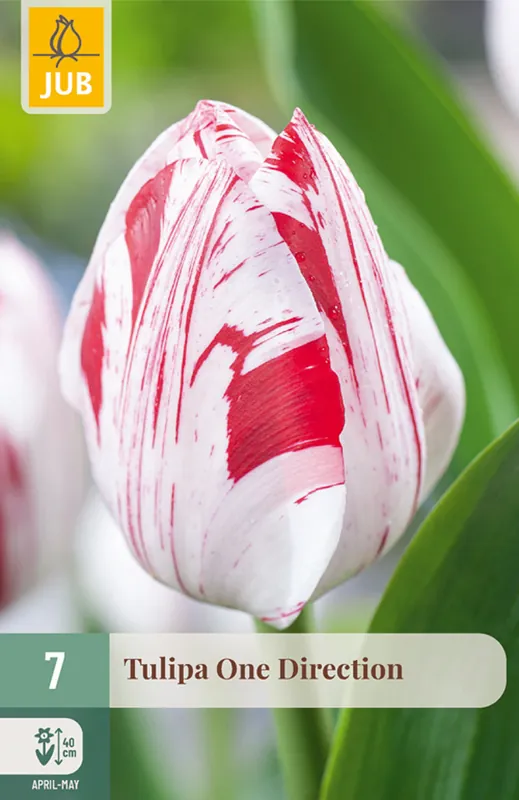Scherpe prijs - JUB Tulipa one direction 7st