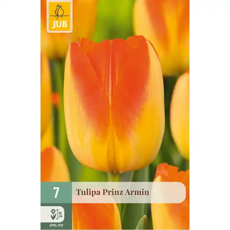 Voeg toe aan winkelwagen | JUB Tulipa prinz armin 7st