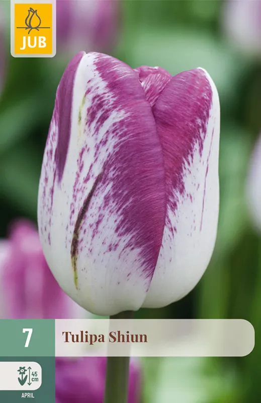 JUB Tulipa shiun 7st | Korting