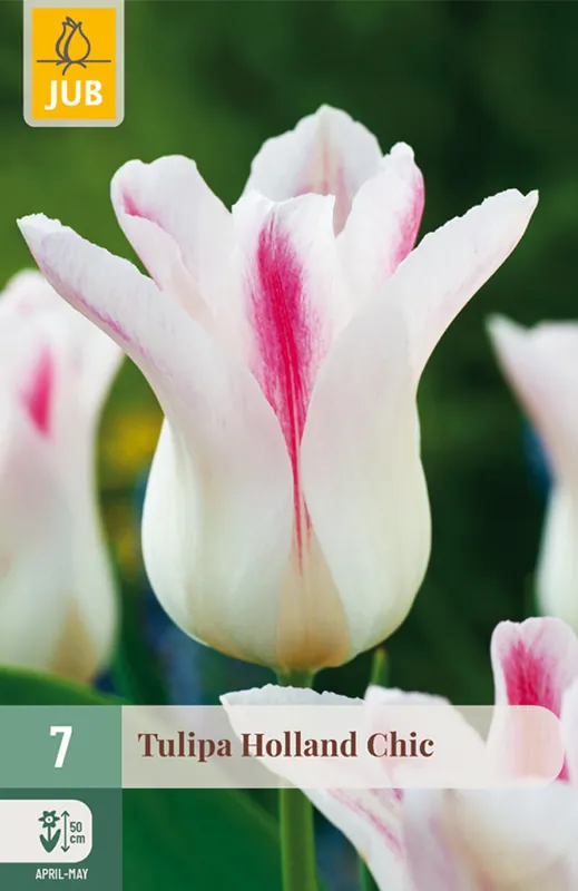 Premium | JUB Tulipa holland chic 7st