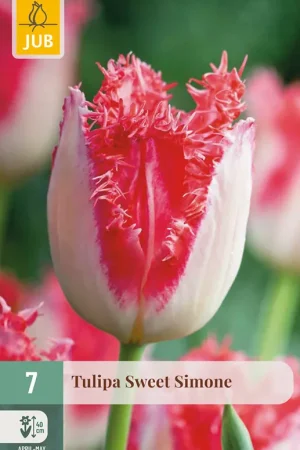 Zojuist toegevoegd | JUB Tulipa sweet simone 7st