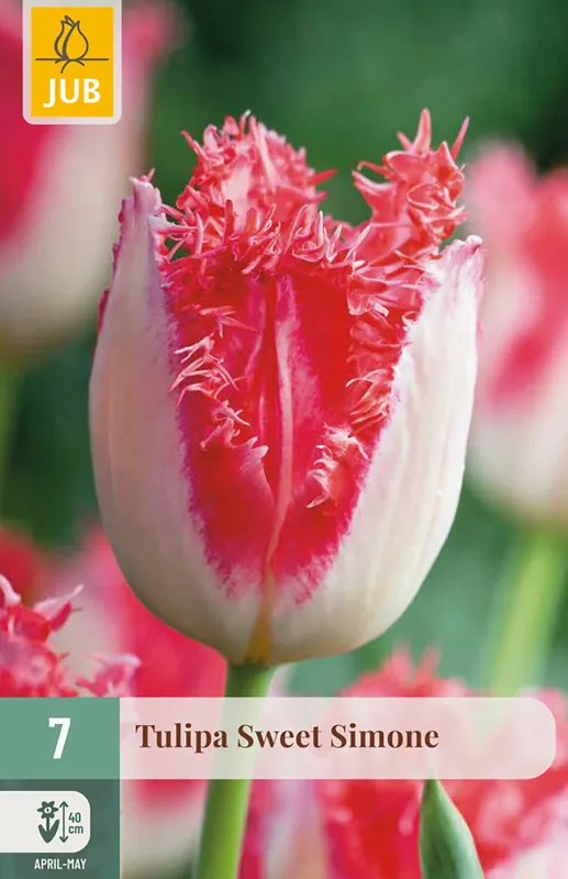 Zojuist toegevoegd | JUB Tulipa sweet simone 7st
