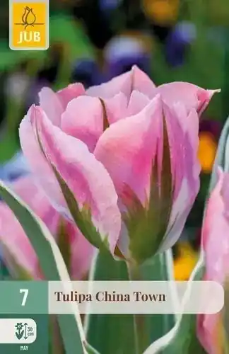 JUB Tulipa china town 7st | Online bestelbaar