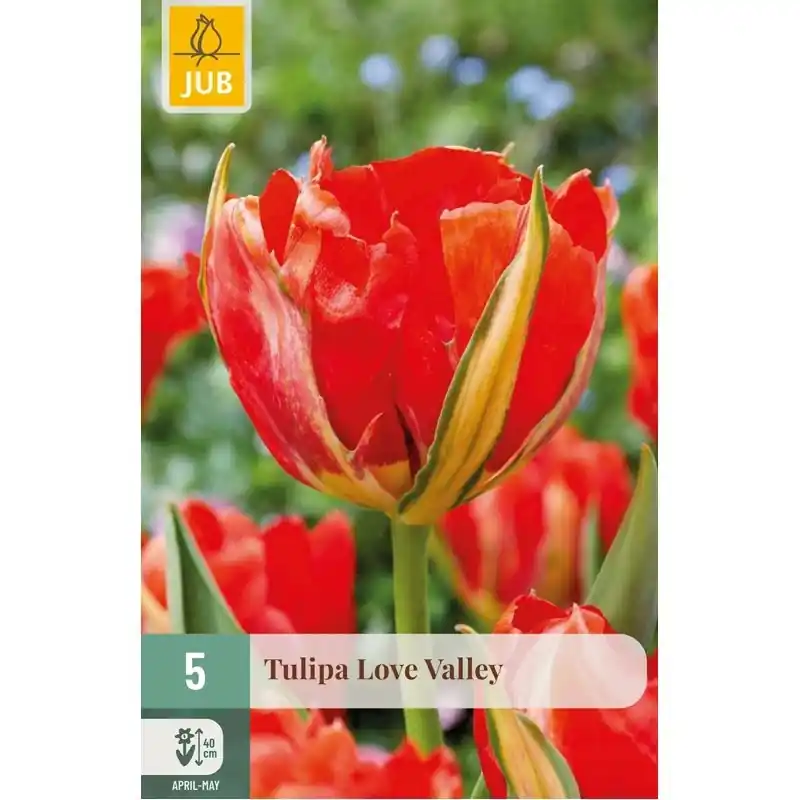JUB Tulipa love valley 5st | Hoge kwaliteit