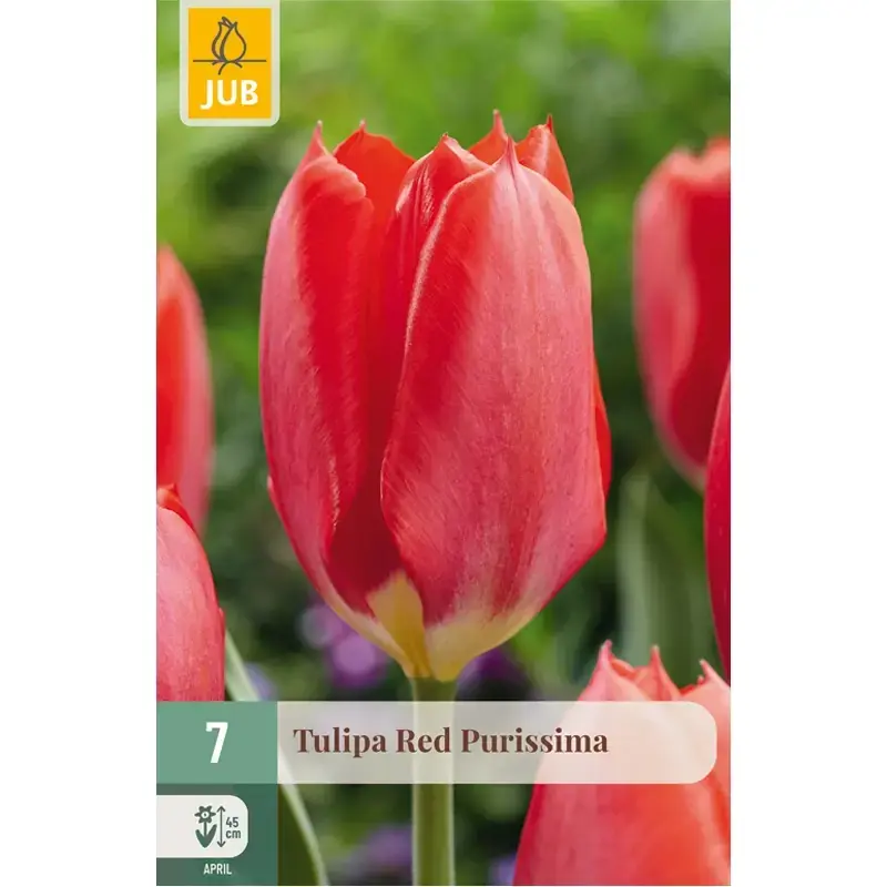 Rechtstreeks uit de fabriek | JUB Tulipa red purissima 7st