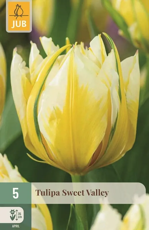 Snelle verzending - JUB Tulipa sweet valley 5st