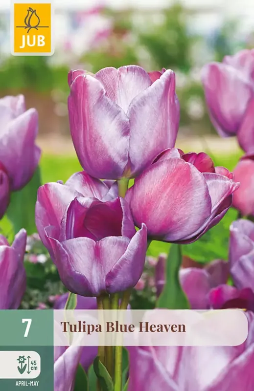 Scherp geprijsd - JUB Tulipa blue heaven 7st