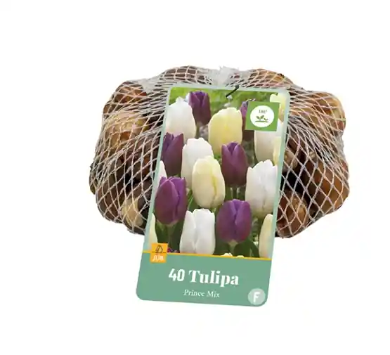 JUB Tulipa prince mix 40st - Extra korting