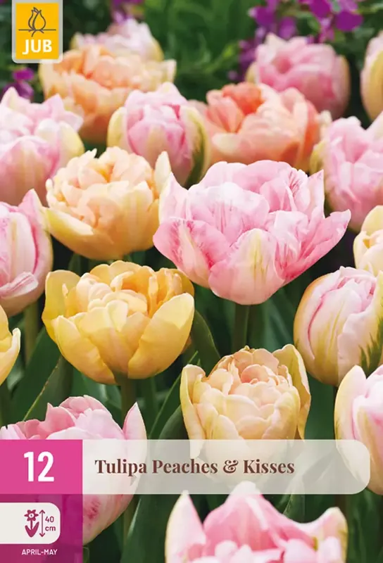Bijna uitverkocht - JUB Tulipa peaches & kisses 12st