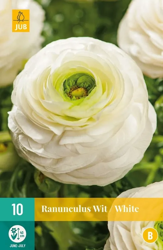 JUB Ranunculus wit 10st - Professionele kwaliteit