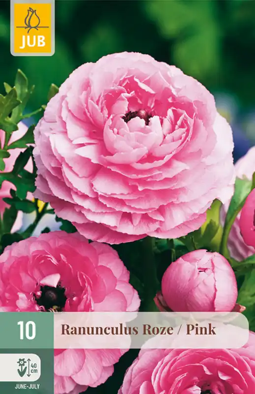 Bespaar meer - JUB Ranunculus roze 10st