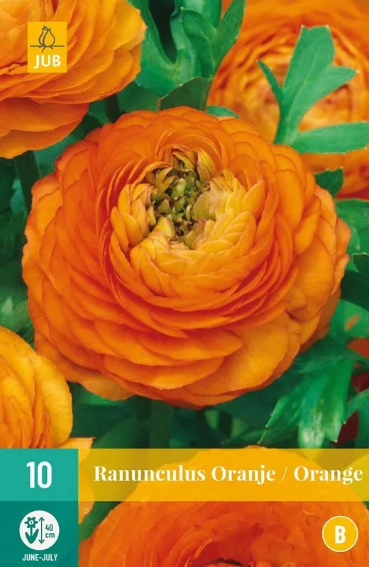 JUB Ranunculus oranje 10st | Hoog gewaardeerd