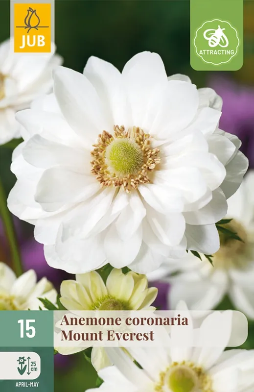 Opruiming - JUB Anemone coronaria mount everest 15st