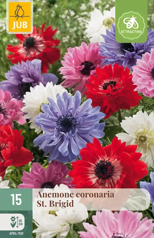 JUB Anemone coronaria st. brigid mix 15st - Veel gevraagd