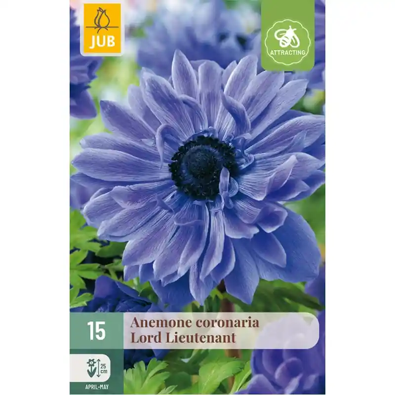 Nieuw product | JUB Anemone coronaria lord lieutenant 15st