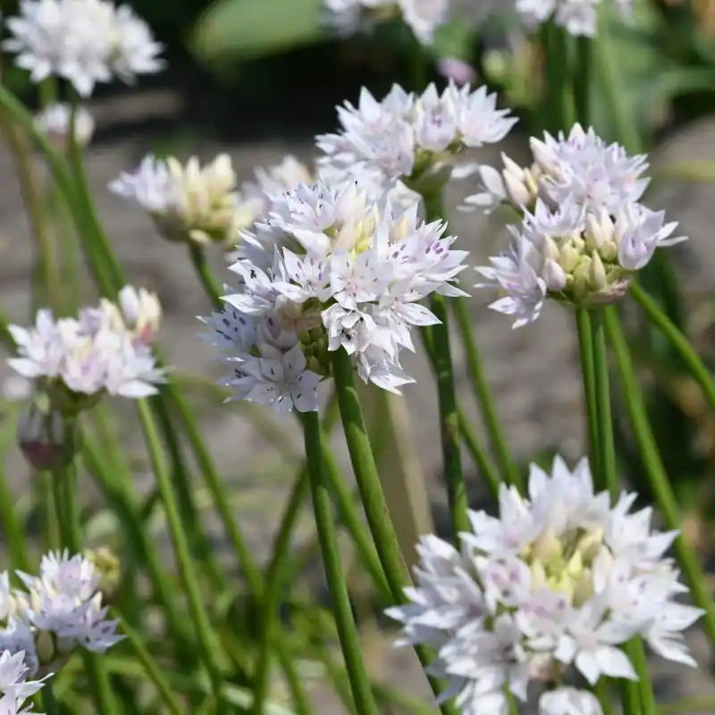Allium amplectens ‘Graceful Beauty‘ - Online bestellen