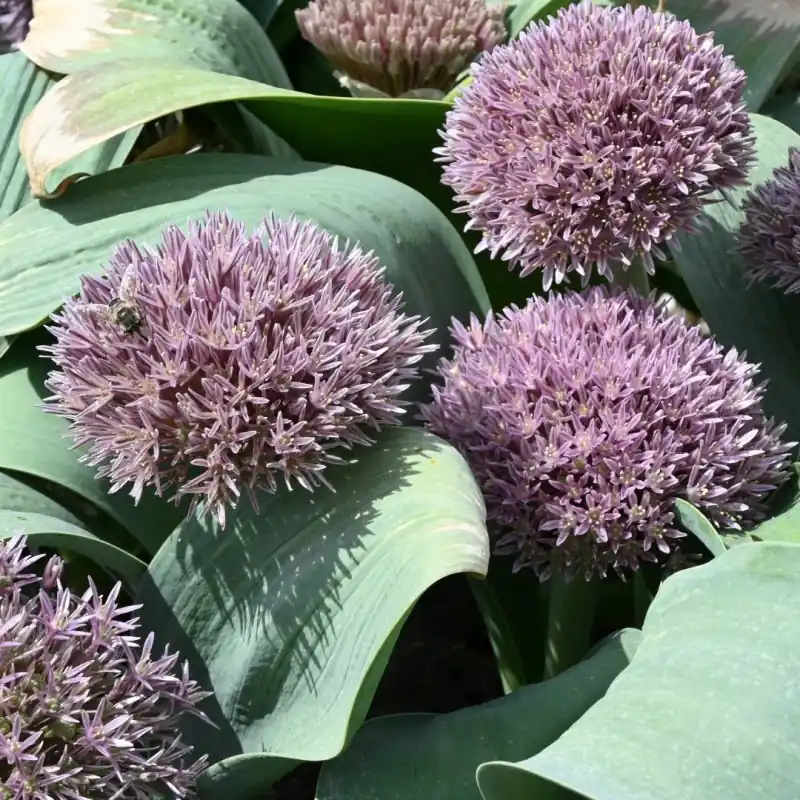 Nieuw gelanceerd | Allium akaka