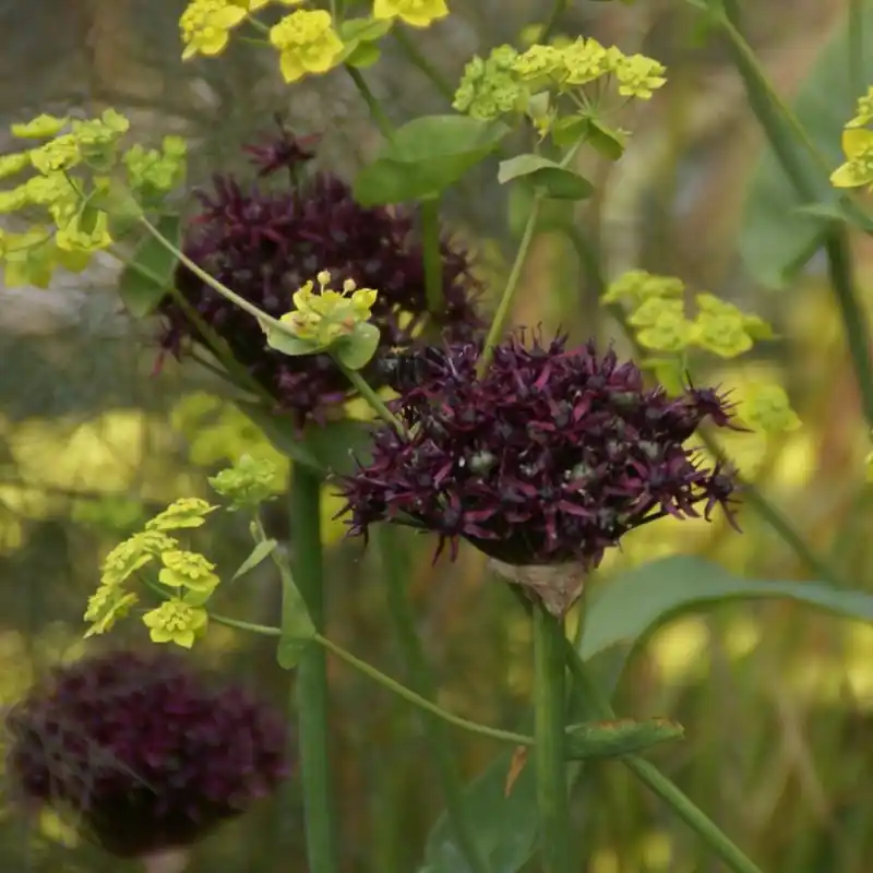 Allium atropurpureum - Veel gekozen