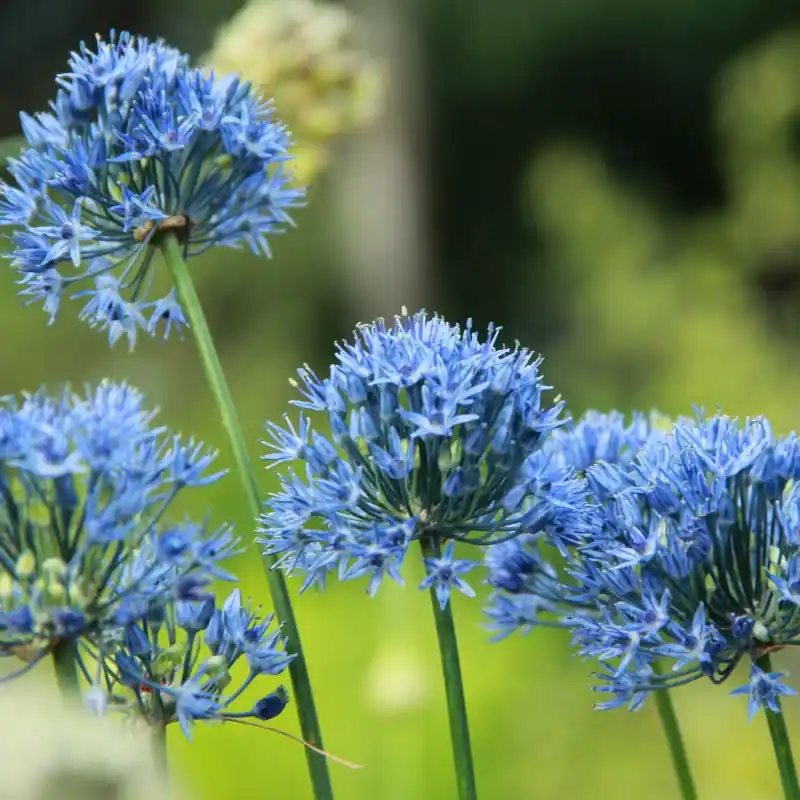 Allium caeruleum | Hoog gewaardeerd
