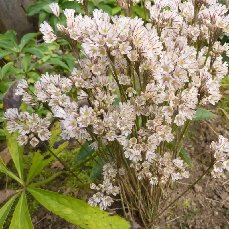 Allium callimischon subsp. callimischon - Voordelig