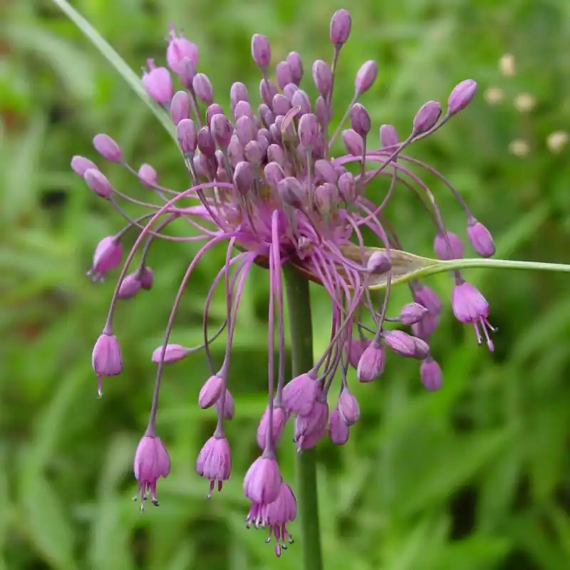 Speciale aanbieding | Allium carinatum subsp. pulchellum