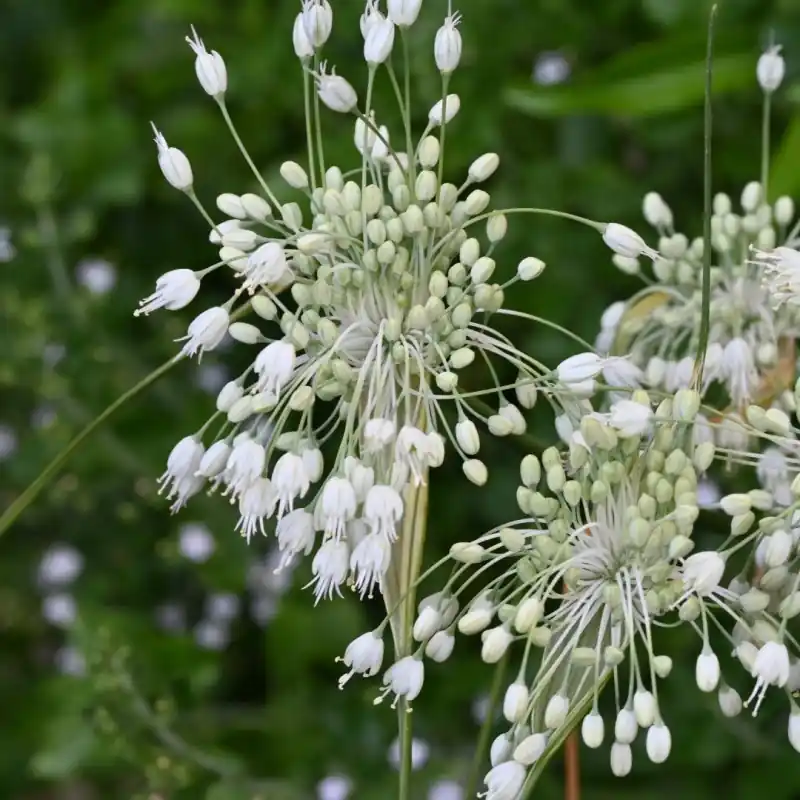 Allium carinatum subsp. pulchellum ‘Album‘ - Direct kopen