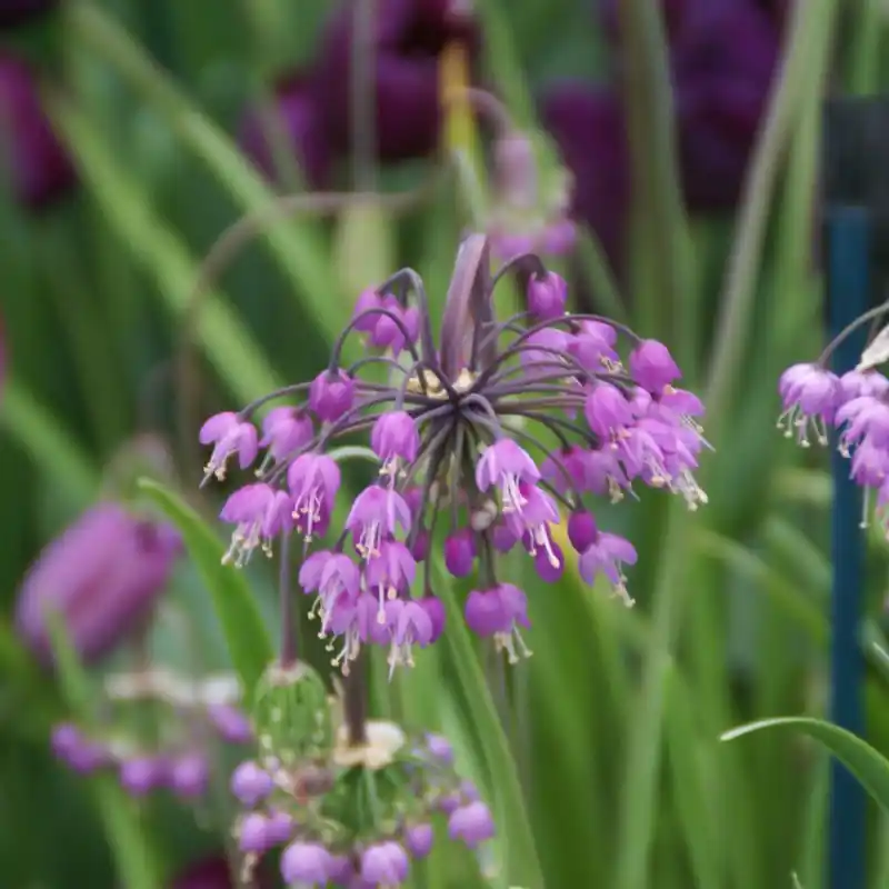Allium cernuum | Hoge kwaliteit