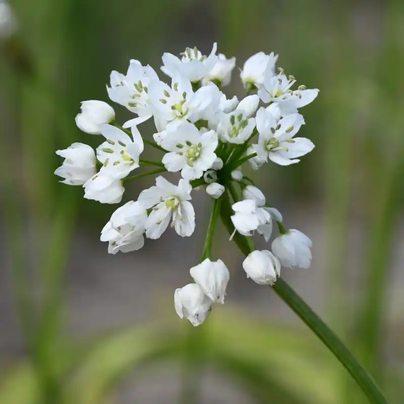Prijs verlaagd - Allium cowanii