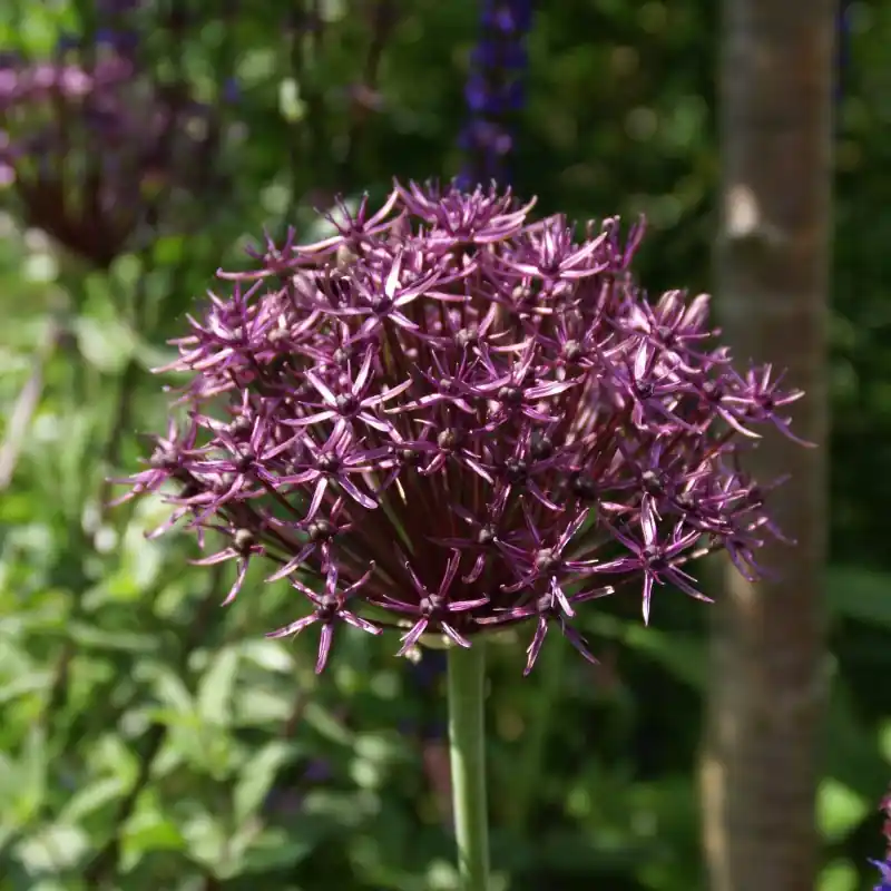 Net toegevoegd | Allium ‘Firmament‘