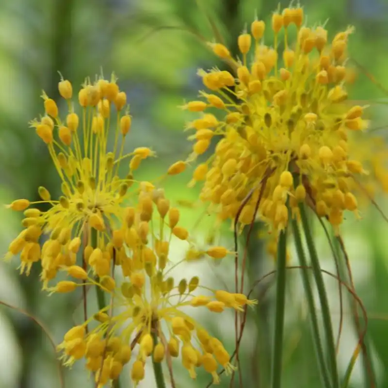 Outlet - Allium flavum