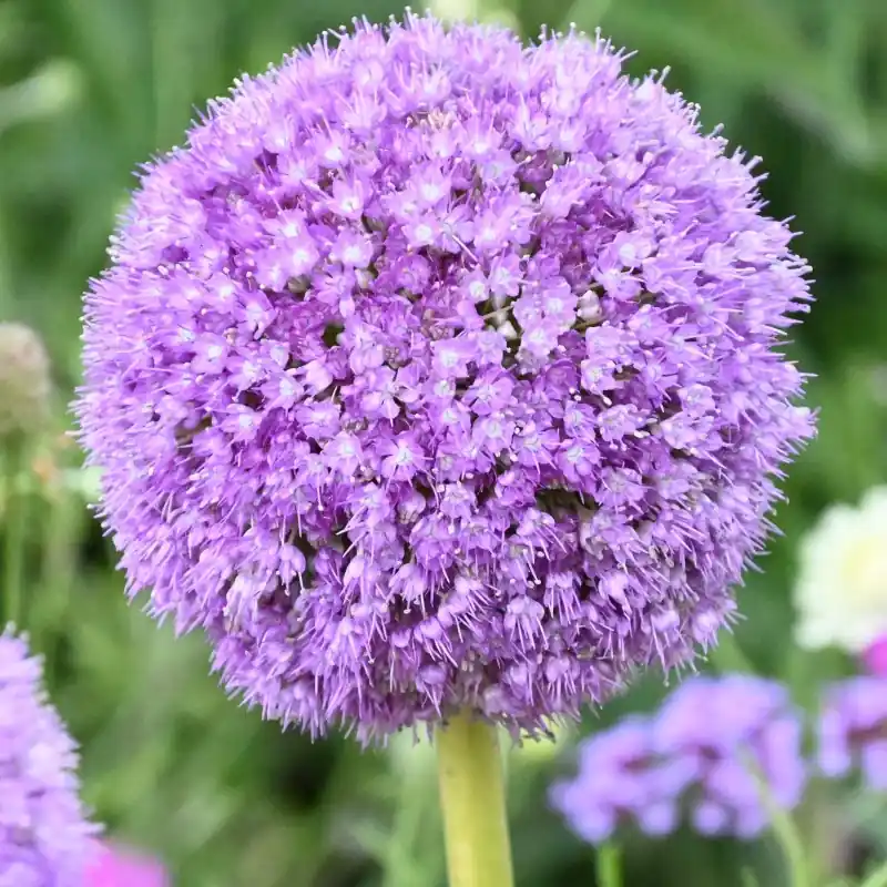 Allium giganteum - Fabrieksprijs