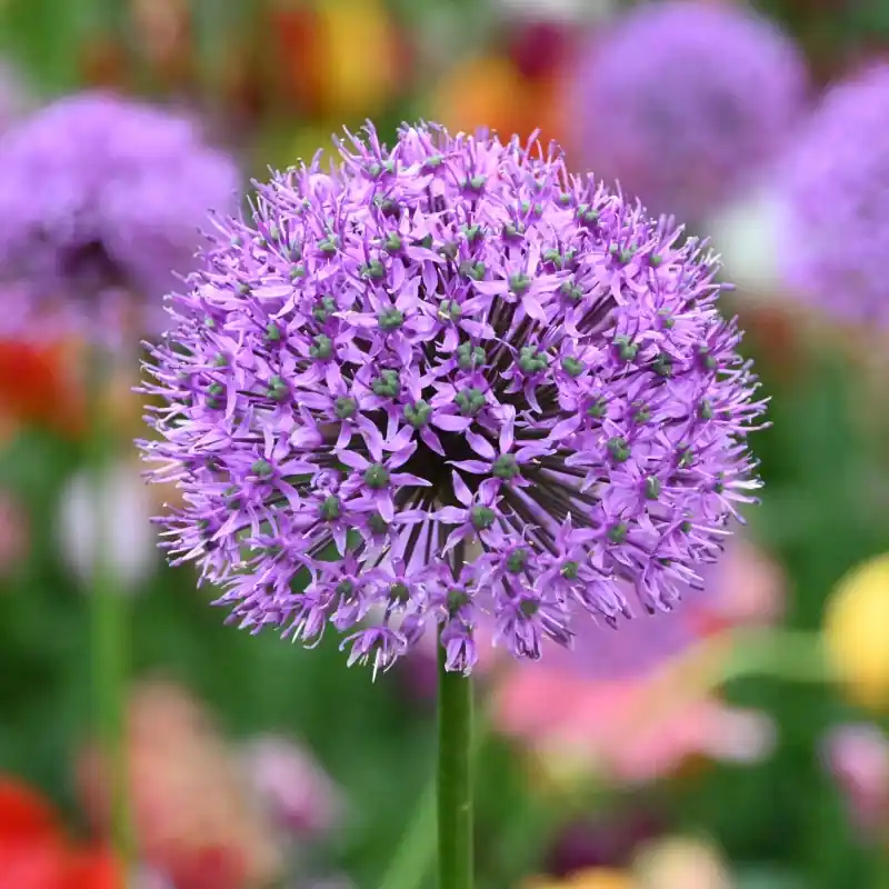 Topprijs | Allium ‘Gladiator‘