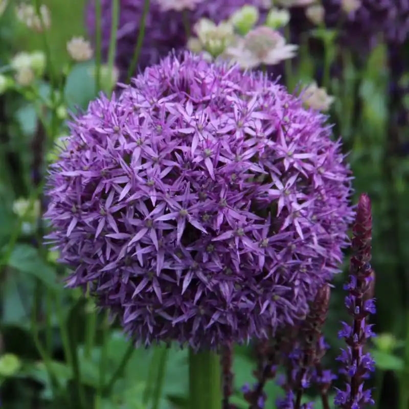 Allium ‘Globemaster‘ - Voorraad bijna op