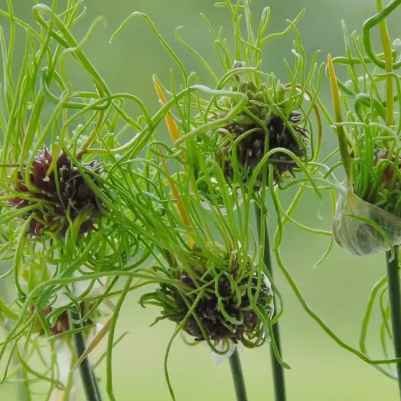 Beperkte voorraad | Allium ‘Hair‘