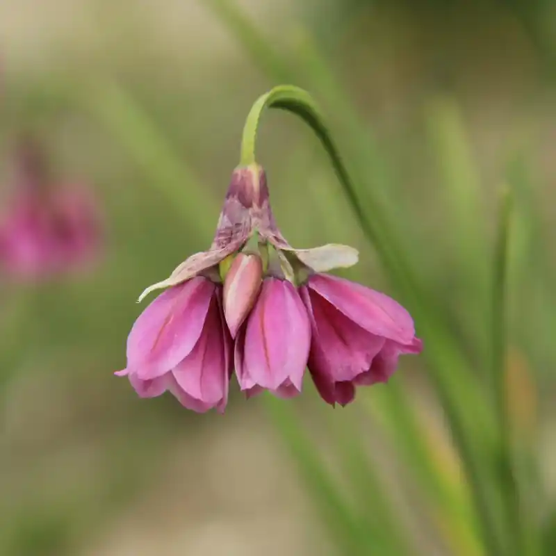 Voordelig | Allium insubricum